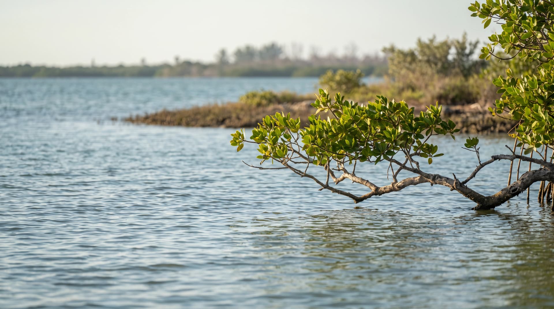 Vela proposal calls for 240 homes and commercial space on Port Richey waterfront